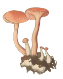 Illustrasjon av lakssopp med laksrosa hatt, fjernstilte rosa skiver og slank fibret stilk.