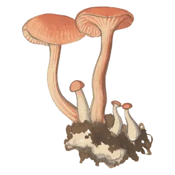 Illustrasjon av lakssopp med laksrosa hatt, fjernstilte rosa skiver og slank fibret stilk.