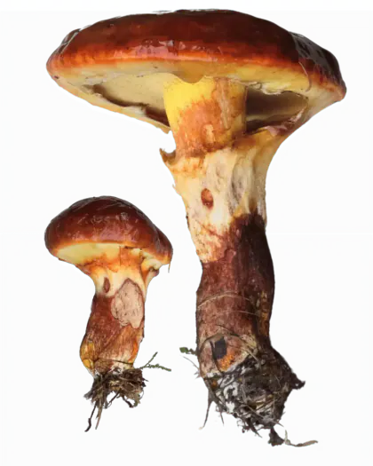 Lerkesopp med oransjebrun hatt, gult porelag og tydelig ring på stilken.