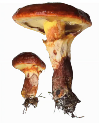 To lerkesopper med blanke rødbrune hatter, gul underside og kraftige, brunflekkete stilker med lyse slørrester.