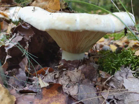 Lodden hvitriske sett fra siden blant løv og mose, med bred, hvit hatt, innrullet kant og kremfargede skiver.