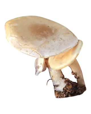 Frilagt foto av lumsk traktsopp med overlappende beige hatter, hvitaktige partier på overflaten og jord på de lyse stilkene.