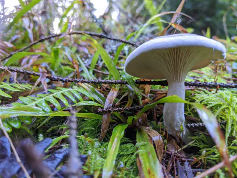 Melsopp sett fra lav vinkel blant mose, strå og kvister, med lys hatt og fine skiver som løper ned på den hvite stilken.