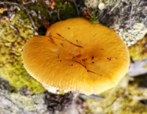 Mild gulkremle sett ovenfra, med en gyllengul, fordypet hatt, fint stripet kant og små kvister, omgitt av mose.