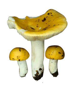 Illustrasjon av mild gulkremle med én stor, fordypet gul hatt og to små, hvelvede hatter på hvite stilker.