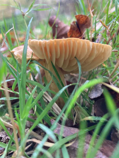 Nelliksopp sett fra siden mellom gresstrå, med oppbøyd beige hattkant, tydelig atskilte lysebrune skiver og tynn stilk.