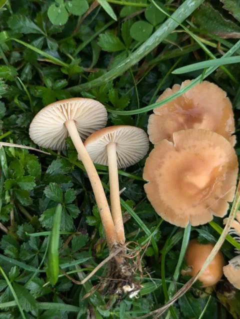 Nelliksopper lagt i gresset, med to undersider som viser lyse skiver og slanke stilker, ved siden av brune hatter med mørkere midt.
