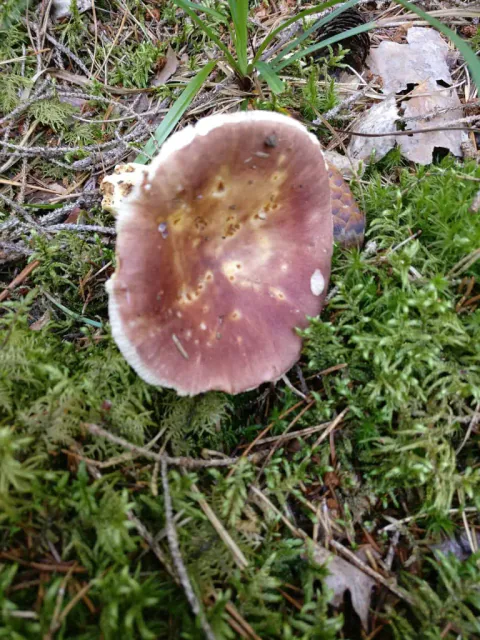 Nøttekremle sett ovenfra i mose og gress, med rosa til rødbrun hatt, gulbrunt midtparti og en lys, ujevn kant.