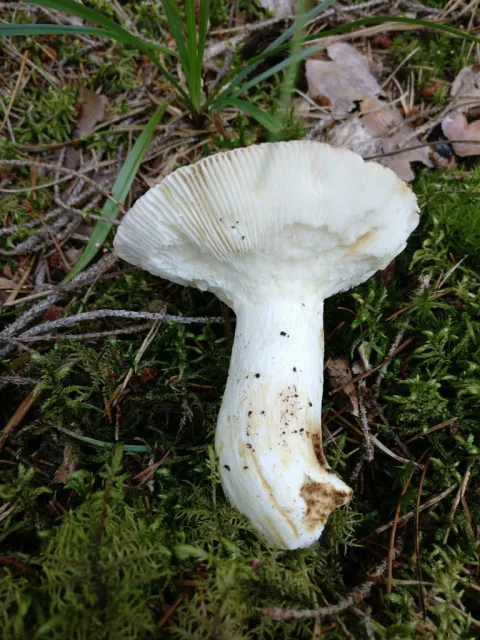 Nøttekremle ligger på grønn mose med undersiden opp, og viser delvis skadde hvite skiver og en kraftig, bøyd hvit stilk.