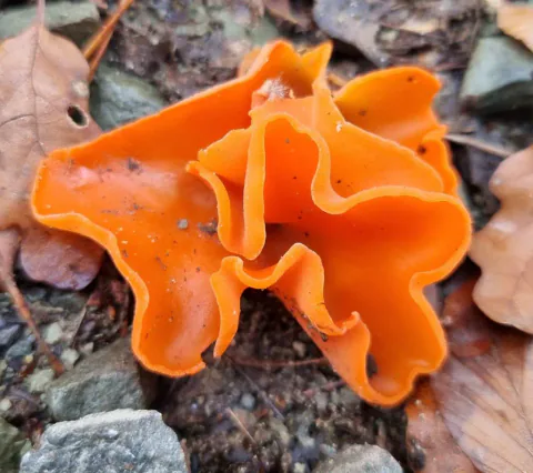 Nærbilde av oransjebeger med sterkt oransje innsider og bølgete, oppbrettede kanter blant stein, jord og brunt løv.