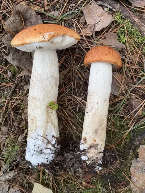 To ospeskrubber ligger side om side på skogbunnen, med oransjebrune hatter, lange, hvite stilker og jord ved basis.