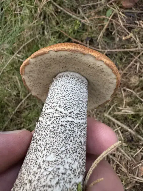 Nærbilde nedenfra av en ospeskrubb i en hånd, med lyst porelag, oransje hattkant og tett mørkskjellet, hvit stilk.