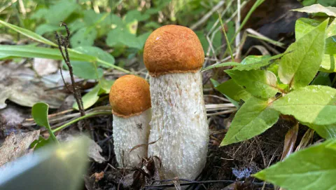 To små ospeskrubber står blant grønne blader, med tett hvelvede, oransje hatter og kraftige, hvite stilker med lyse skjell.