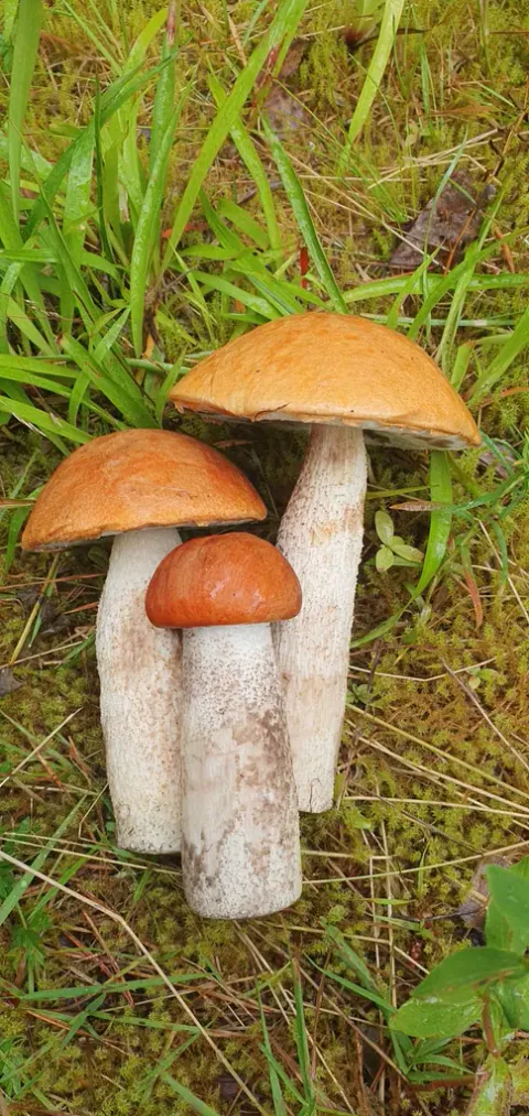 Tre ospeskrubber i ulik størrelse samlet i grønt gress, med oransje hatter og lange, lyse, småskjellete stilker.