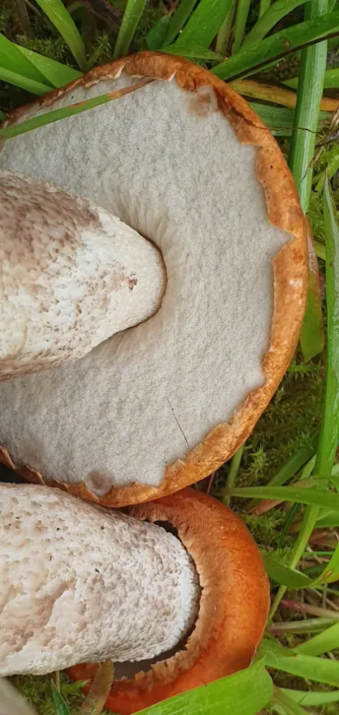 Nærbilde av ospeskrubber med undersiden vendt frem, med lyse porelag, oransje hattkanter og lyse stilker mot grønt gress.