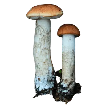 Illustrasjon av to ospeskrubber med hvelvede, oransjebrune hatter og lange, lyse stilker med små skjell og jord nederst.