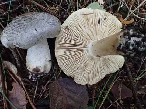 To pantermusseronger på skogbunnen, én med gråskjellet hatt og tykk, hvit stilk, den andre vendt med lyse skiver opp.