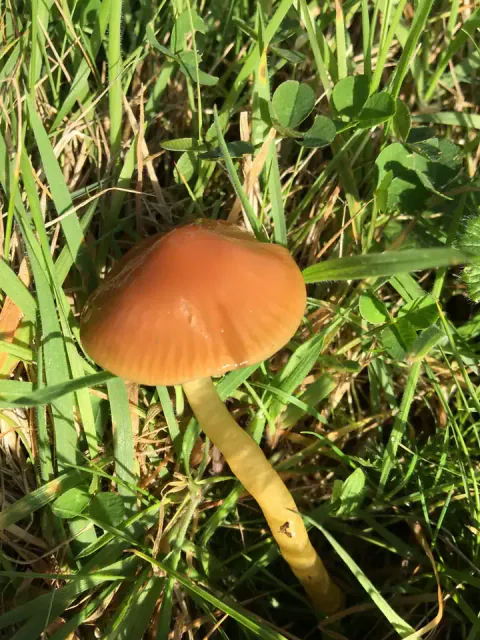 Papegøyevokssopp i kort gress og mose, sett skrått ovenfra med oransjebrun, hvelvet hatt og slank, gul stilk.