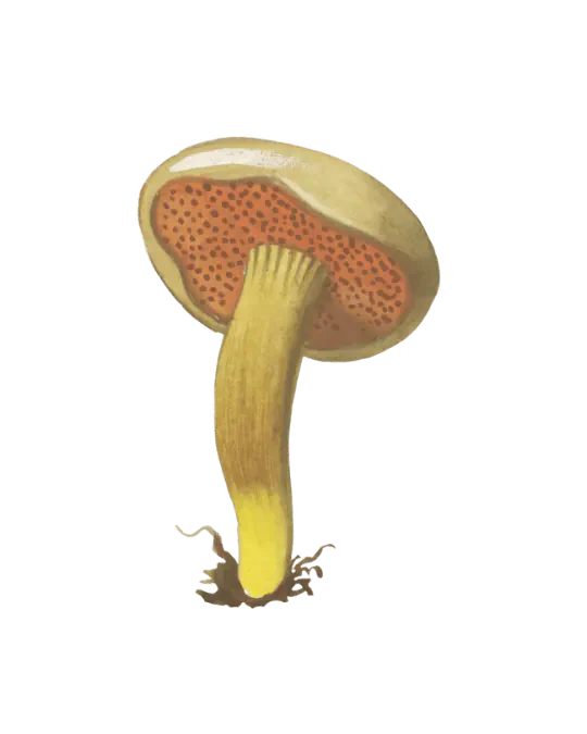 Illustrasjon av pepperrørsopp med liten brun hatt, rustbrunt porelag og slank gul stilk.