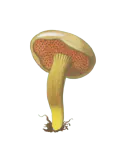 Illustrasjon av pepperrørsopp med liten brun hatt, rustbrunt porelag og slank gul stilk.