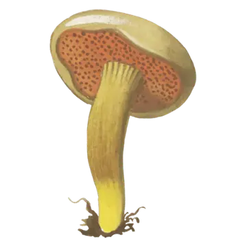 Illustrasjon av pepperrørsopp med liten brun hatt, rustbrunt porelag og slank gul stilk.