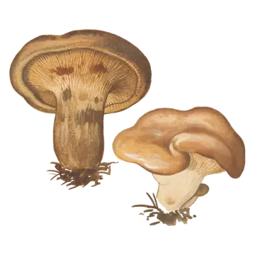 Illustrasjon av pluggsopp med brun nedtrykt hatt, innrullet kant og gulbrune nedløpende skiver.
