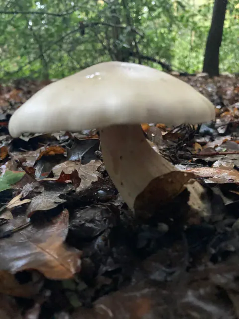Puddertraktsopp sett fra bakken i løvskogen, med bred, hvelvet gråbrun hatt og en tykk, lys stilk mellom brune blader.