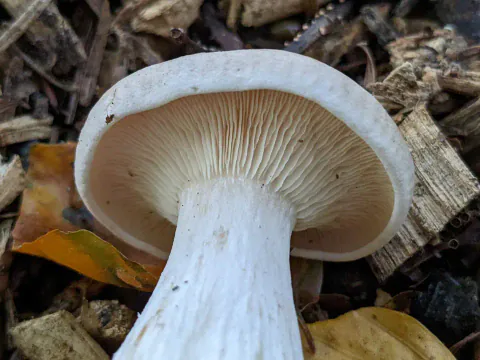 Nærbilde nedenfra av puddertraktsopp på løv og trefliser, med tettstilte kremfargede skiver og en kraftig, hvit stilk.