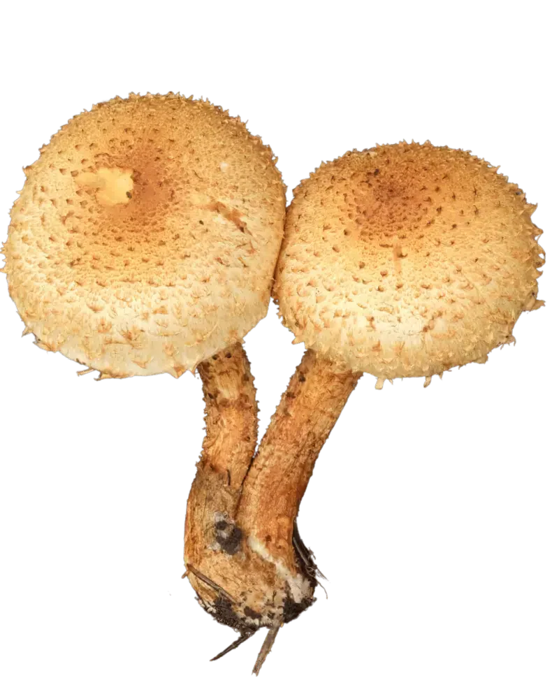 Illustrasjon av raspskjellsopp med okergule hatter og grove brune skjell på hatt og stilk.