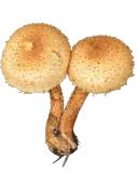 Illustrasjon av raspskjellsopp med okergule hatter og grove brune skjell på hatt og stilk.