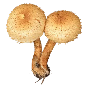 Illustrasjon av raspskjellsopp med okergule hatter og grove brune skjell på hatt og stilk.