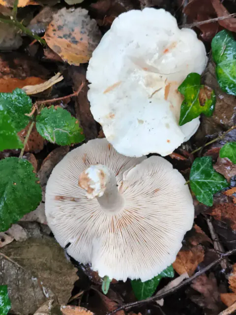 To reddikmusseronger på skogbunnen viser hver sin side: en ujevn, hvit hatt og lyse skiver med brunlige flekker.