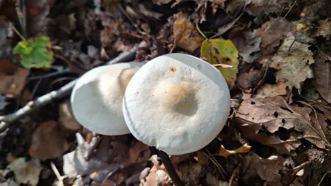 To overlappende hatter av reddikmusserong sett ovenfra blant tørt løv, med kremhvit overflate og gulbrune partier i midten.