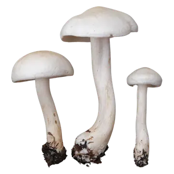 Tre reddikmusseronger med glatte, hvite, hvelvede hatter og lyse stilker, den største med tydelig buet stilk.
