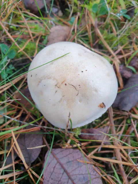 Reddiksopp sett rett ovenfra, med rund, nesten hvit hatt og små brune flekker mellom gresstrå og barnåler.
