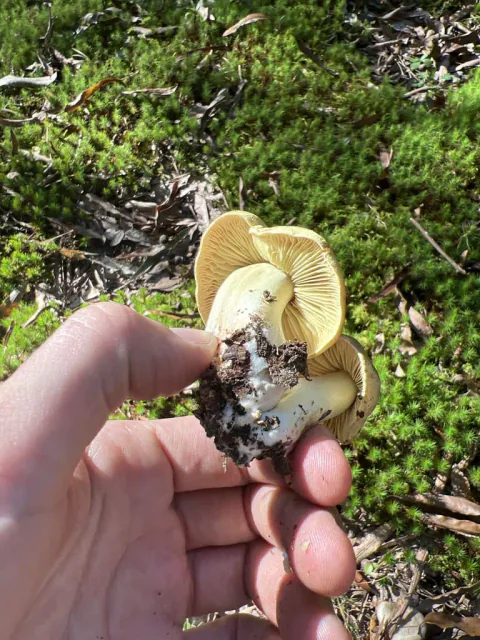 En hånd holder en riddermusserong over grønn mose, med gule skiver vendt frem og jord på den korte stilken.