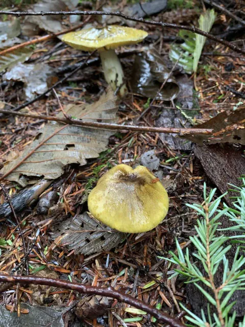 To riddermusseronger på skogbunnen, den nærmeste med gul hatt og brunlig sentrum mellom barnåler og småkvister.