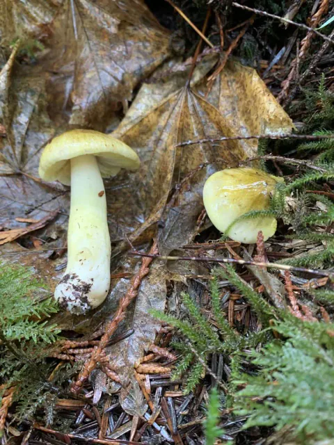 To små riddermusseronger blant vått løv og barnåler, den ene med lang, lysegul stilk og en hvelvet, gul hatt.