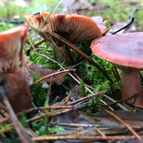 Rødbrune pepperrisker sett fra siden i mose og barnåler, med rødlige hatter og en oppbøyd hattkant som viser tette skiver.