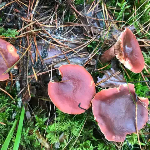 Rødbrun pepperriske sett ovenfra, med blanke rødbrune hatter, fordypet midtparti og bølgete kanter i mose og barnåler.