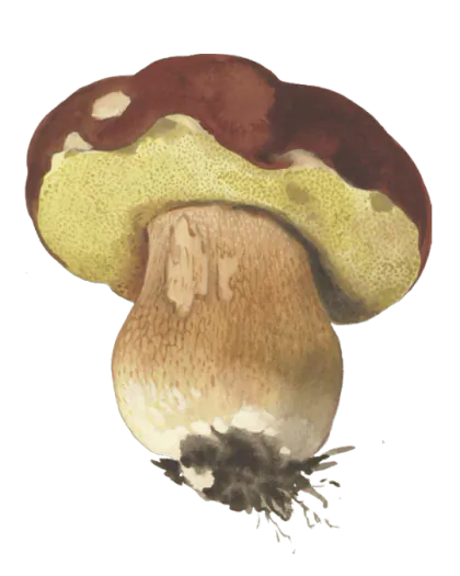 Illustrasjon av rødbrun steinsopp med vinrød hatt, gult porelag og tykk nettmønstret stilk.