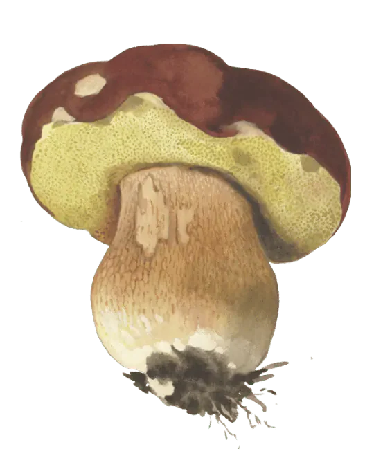 Illustrasjon av rødbrun steinsopp med vinrød hatt, gult porelag og tykk nettmønstret stilk.