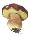 Illustrasjon av rødbrun steinsopp med vinrød hatt, gult porelag og tykk nettmønstret stilk.