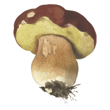 Illustrasjon av rødbrun steinsopp med vinrød hatt, gult porelag og tykk nettmønstret stilk.