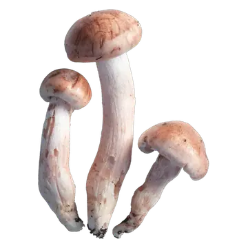 Illustrasjon av tre rødflekkvokssopper med blekrosa hatter og rosa fibre på de lyse stilkene.