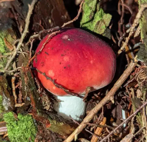 Rødkremle med kraftig rød hatt og kort, hvit stilk mellom røtter, kvister og mose, sett skrått ovenfra.