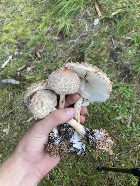 En hånd holder rødnende parasollsopper med skjellete hatter, lyse skiver og jord på stilkbasene foran mosekledd skogbunn.