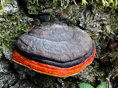Rødrandkjuke på mosekledd bark, med gråsvart overside i buede soner og en kraftig oransjerød ytterkant.