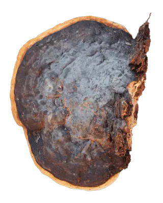 Frilagt rødrandkjuke sett ovenfra, med mørk gråsvart, ujevn overflate, rustbrune felt og en smal oransjegul ytterkant.