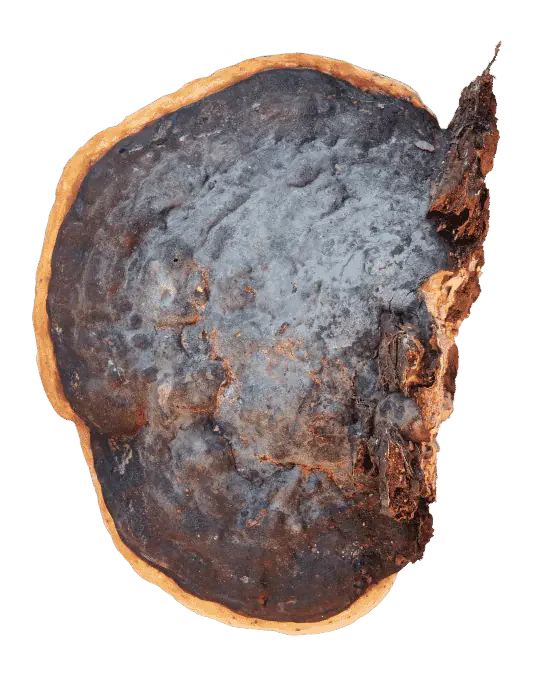 Frilagt rødrandkjuke sett ovenfra, med mørk gråsvart, ujevn overflate, rustbrune felt og en smal oransjegul ytterkant.